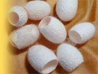 Seidenkokon-Massage in Hamburg